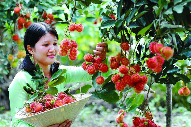 Vườn trái cây Long khánh
